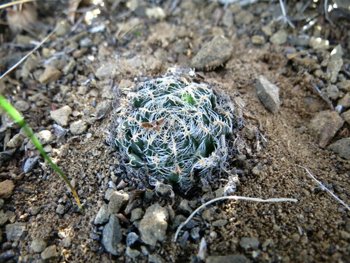 Haworthia arachnoidea