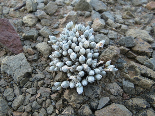 Antimima pygmaea