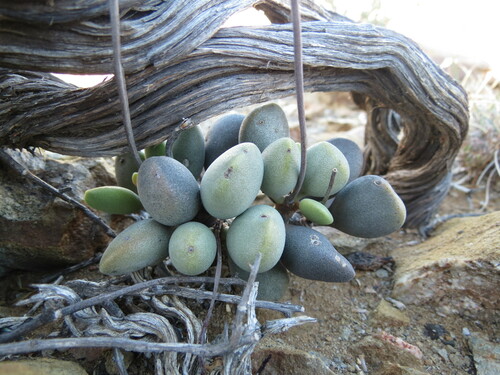 Adromischus liebenbergii