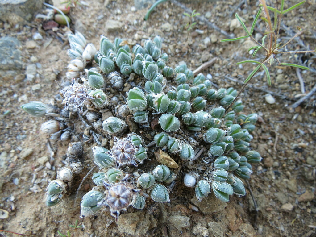 Antimima pygmaea, Central Karoo District Municipality, South Africa