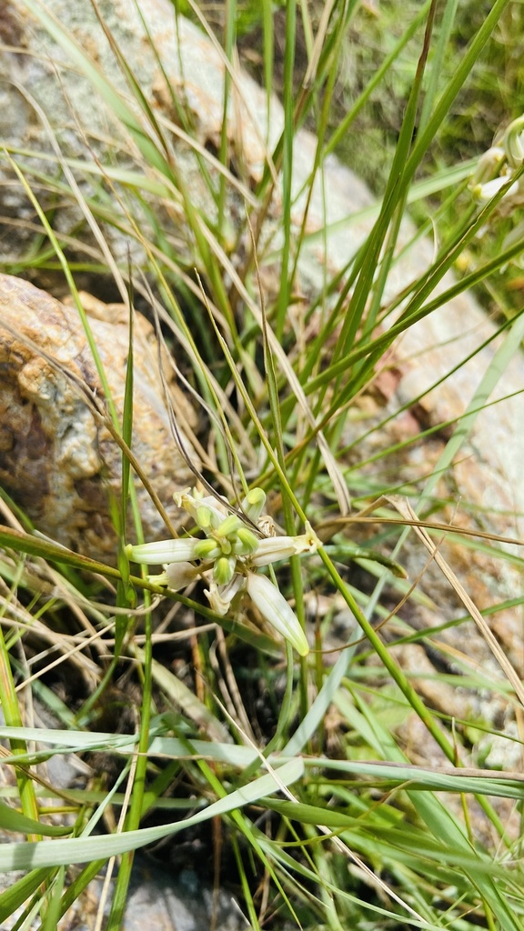 Aloe albida (Grass Aloe)
