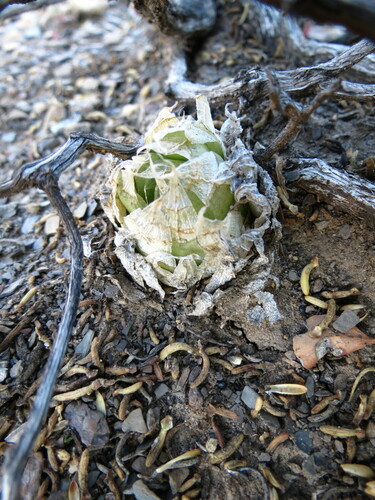 Haworthia lockwoodii