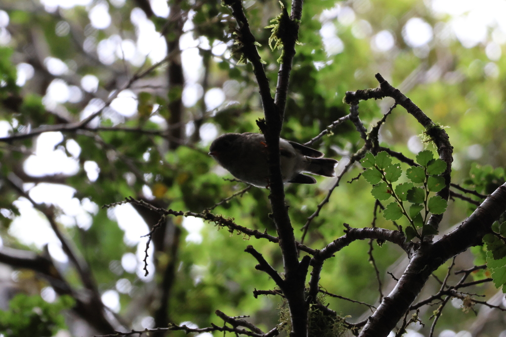 South Island Tomtit from Anakoha 7284, New Zealand on February 19, 2023 ...