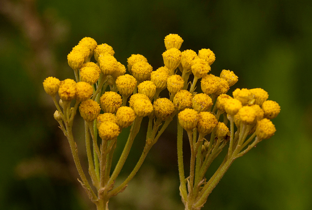 Inulanthera nuda