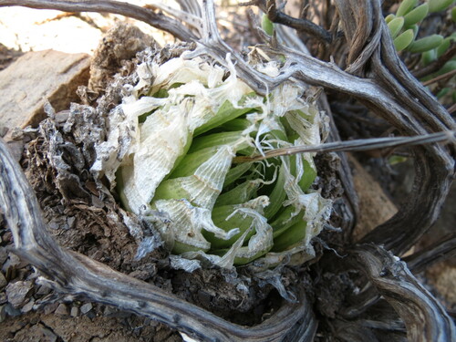 Haworthia lockwoodii
