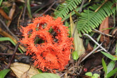 Clathrus cristatus