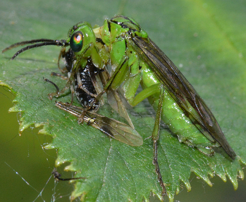 Tenthredo olivacea Klug, 1817
