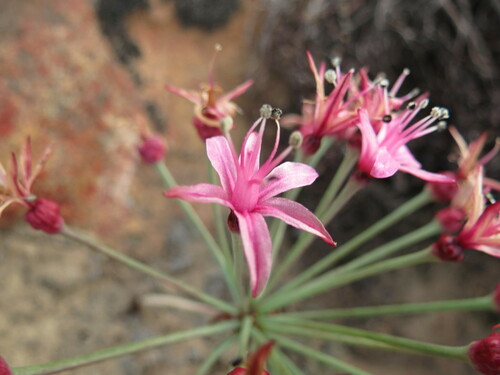 Image of Hessea breviflora by (c) Christiaan Viljoen, some rights reserved (CC BY)