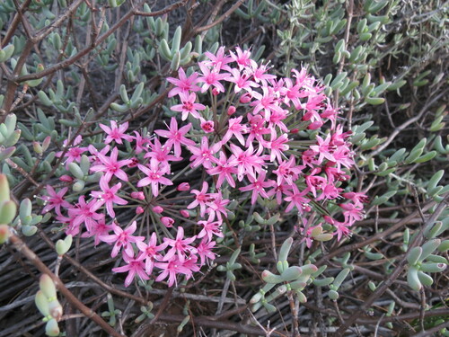 Hessea breviflora