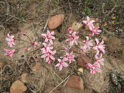 Strumaria salteri