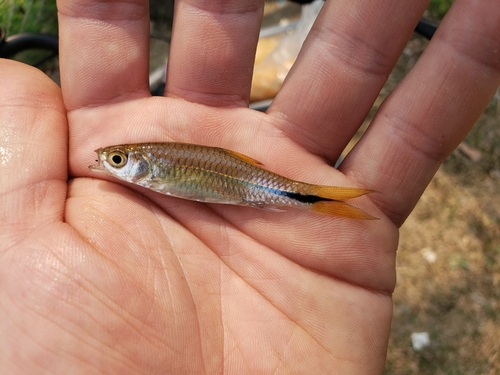 Chinese rasbora (Rasbora steineri) — Cyprinidae — 2