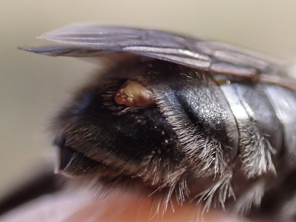 Stylops aterrimus