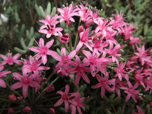Image of Hessea breviflora by (c) Christiaan Viljoen, some rights reserved (CC BY)