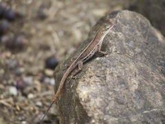 Anolis wattsii
