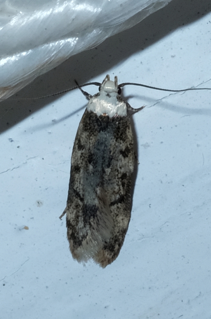 White-shouldered House Moth from Bach, Ocean Beach 5773, New Zealand on ...