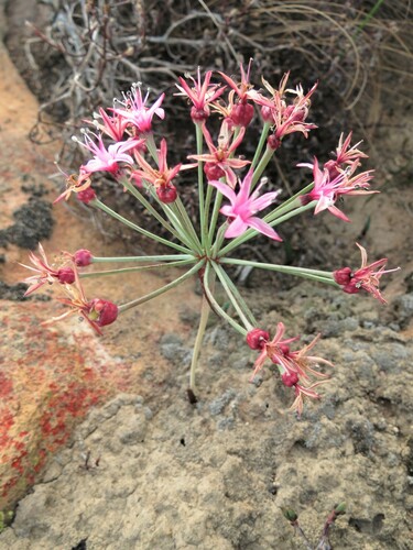 Image of Hessea breviflora by (c) Christiaan Viljoen, some rights reserved (CC BY)