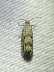 Pelochrista consobrinana