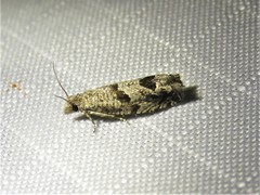 Pelochrista consobrinana