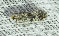 Nemapogon granella
