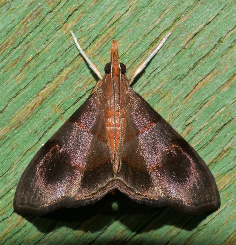 Hemiscopis violacea (Lucas, 1892)