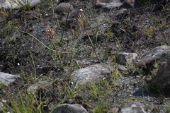Geochloa rufa