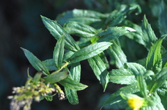 Solidago lepida salebrosa