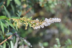 Solidago lepida salebrosa