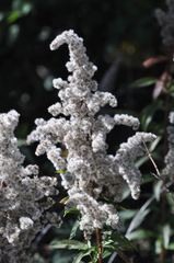 Solidago lepida salebrosa