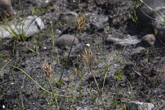 Geochloa rufa