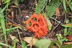 Clathrus cristatus