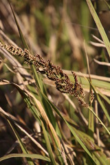 Echinochloa pyramidalis