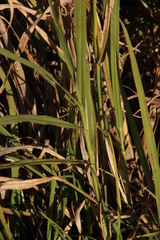 Echinochloa pyramidalis