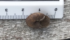 Thalassohelix igniflua