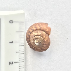 Thalassohelix igniflua