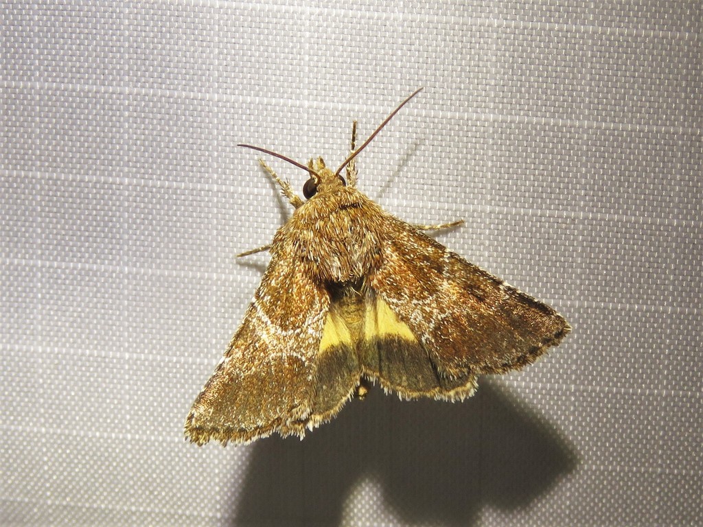 Schinia ultima