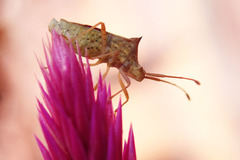 Gonocerini