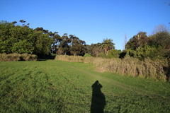 Echinochloa pyramidalis