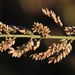 Antelope-Grass - Photo (c) Tony Rebelo, some rights reserved (CC BY-SA), uploaded by Tony Rebelo