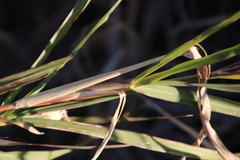 Echinochloa pyramidalis