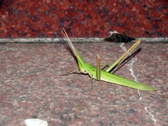 Acrida cinerea