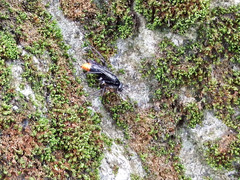 Tachypompilus analis