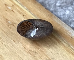 Thalassohelix igniflua