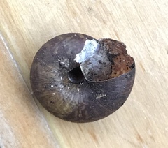 Thalassohelix igniflua