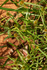 Kyllinga erecta var. erecta image