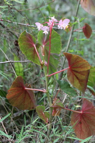 Begonia fissistyla, photograph 5