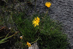 Ursinia tenuifolia