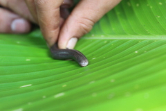 Amerotyphlops tycherus