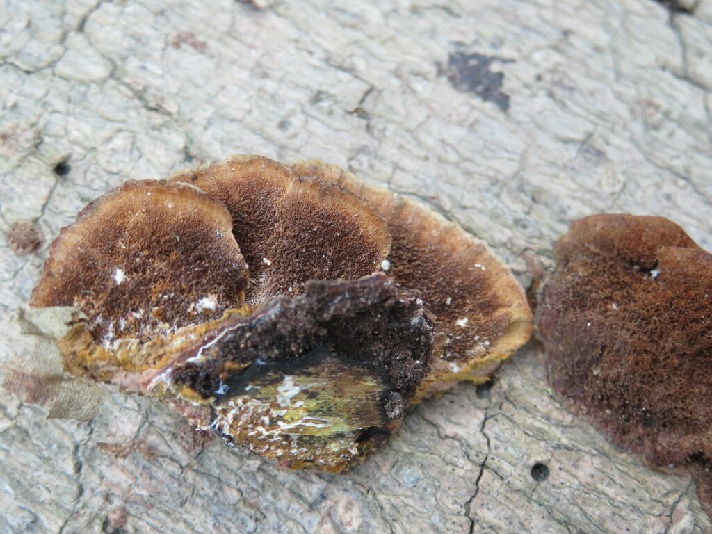 Mustard Yellow Polypore in March 2023 by Ryoko Fukuyama · iNaturalist