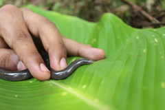 Amerotyphlops tycherus