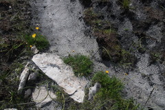Ursinia tenuifolia